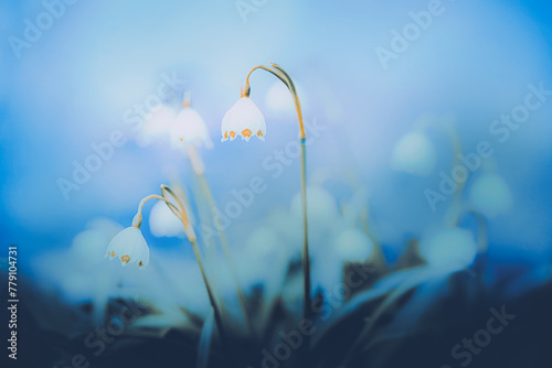 White snowdrop flowers bloom on slender stems with delicate green leaves in the early spring.