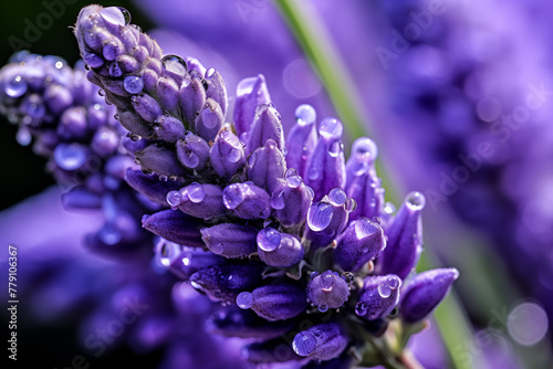 Lavender flower pistil on the branch, Macro photography
