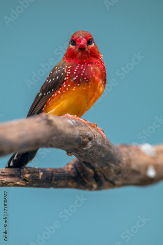 The red avadavat  red munia or strawberry finch  is a sparrow-sized bird of the family Estrildidae. It is found in the open fields and grasslands of tropical Asia and is popular as a cage bird due to 