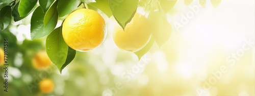 Ripe oranges hang from branches.