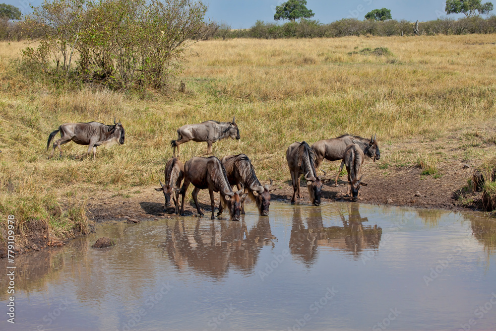 Wildebeest drinking at a waterhole. Taken in Kenya Wildebeest drinking at a waterhole. Taken in Kenya