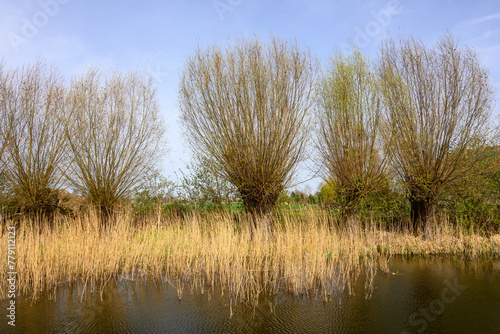Willows in spring field. Zulawy landscape in northern Poland