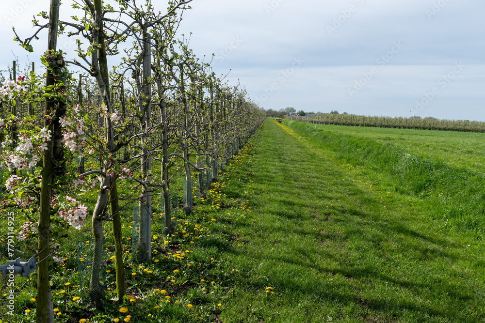 Pink blossom of apple fruit trees in springtime in farm orchards in sunny day, Betuwe, Netherlands
