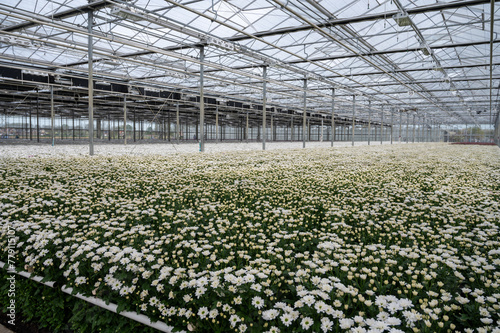 White Chrysanthemum flowers growth in huge Dutch greenhouse  flowers for shops and auctions world wide delivery
