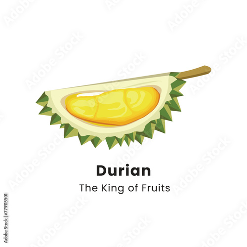 Vector illustration of Durian fruit on white background