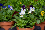 Young plants of viola flowers in greenhouse, cultivation of eatable plants and flowers, decoration for exclusive dishes in premium gourmet restaurants