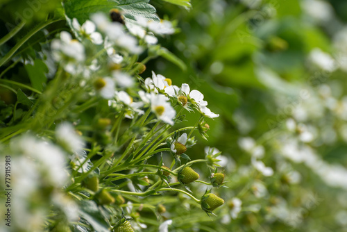 Dutch glass greenhouse, cultivation of strawberries, rows with growing strawberries plants