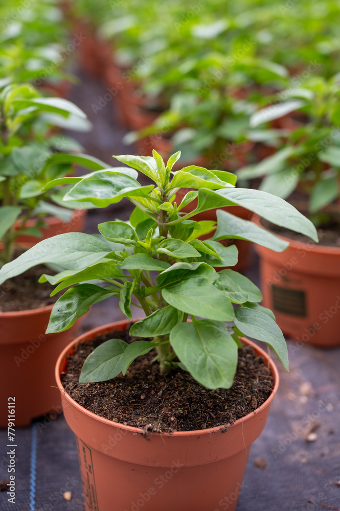 Young plants of aromatic Thai basil herb in greenhouse, cultivation of eatable plants and flowers, decoration for exclusive dishes in premium gourmet restaurants