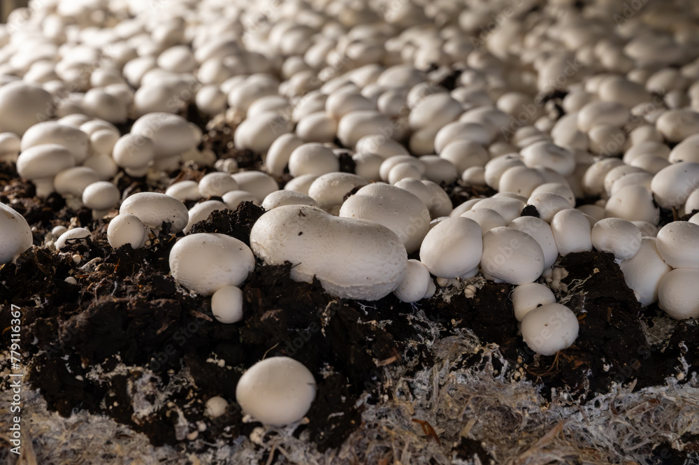 Growing of white champignons mushrooms, mycelium grow from compost into casing on organic farm in Netherlands, food industry in Europe