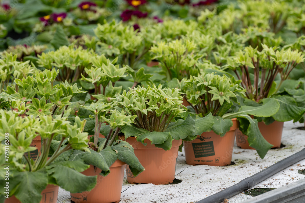 Young plants of primula flowers in greenhouse, cultivation of eatable plants and flowers, decoration for exclusive dishes in premium gourmet restaurants Young plants of primula flowers in greenhouse, cultivation of eatable plants and flowers, decoration for exclusive dishes in premium gourmet restaurants