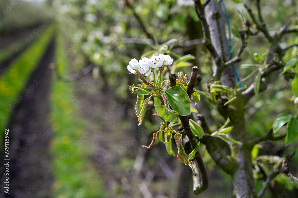 Organic farming in Netherlands, rows of blossoming conference pear trees on fruit orchards in Betuwe, Gelderland Organic farming in Netherlands, rows of blossoming conference pear trees on fruit orchards in Betuwe, Gelderland