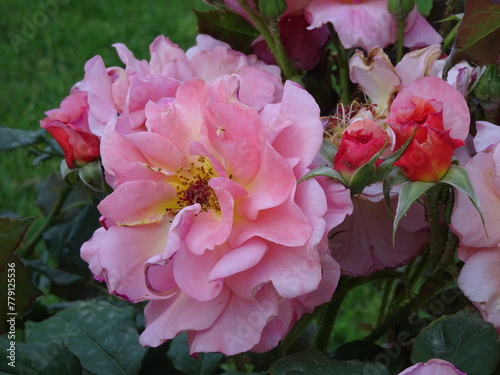 Delicate rose fiorite in giardino photo