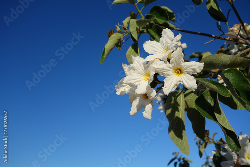 Anacahuita (also known as Cordia Boissieri, White Cordia, Mexican olive, Texas wild olive) flowering in early Spring; copy space photo