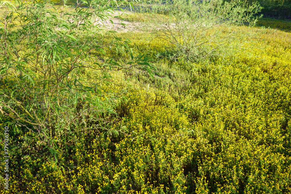 grass field grass field