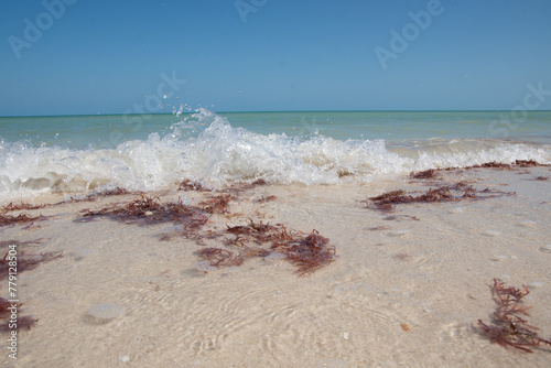 Beach with a little sargassum on the seashore photo