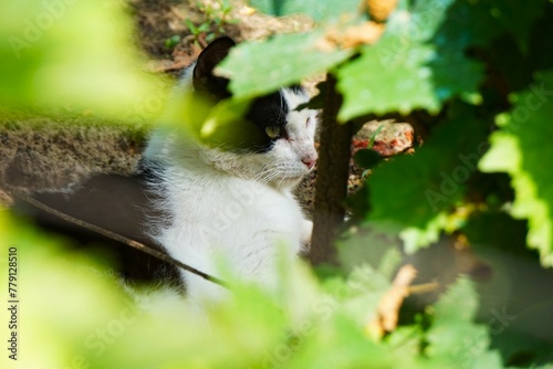 Młody kocur odpoczywa w cieniu liści. Kot domowy schował się w winoroślach. Uroczy kotek spogląda przed siebie.