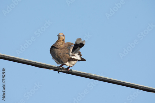 White-winged domestic pigeon standing on a wire with blue sky background