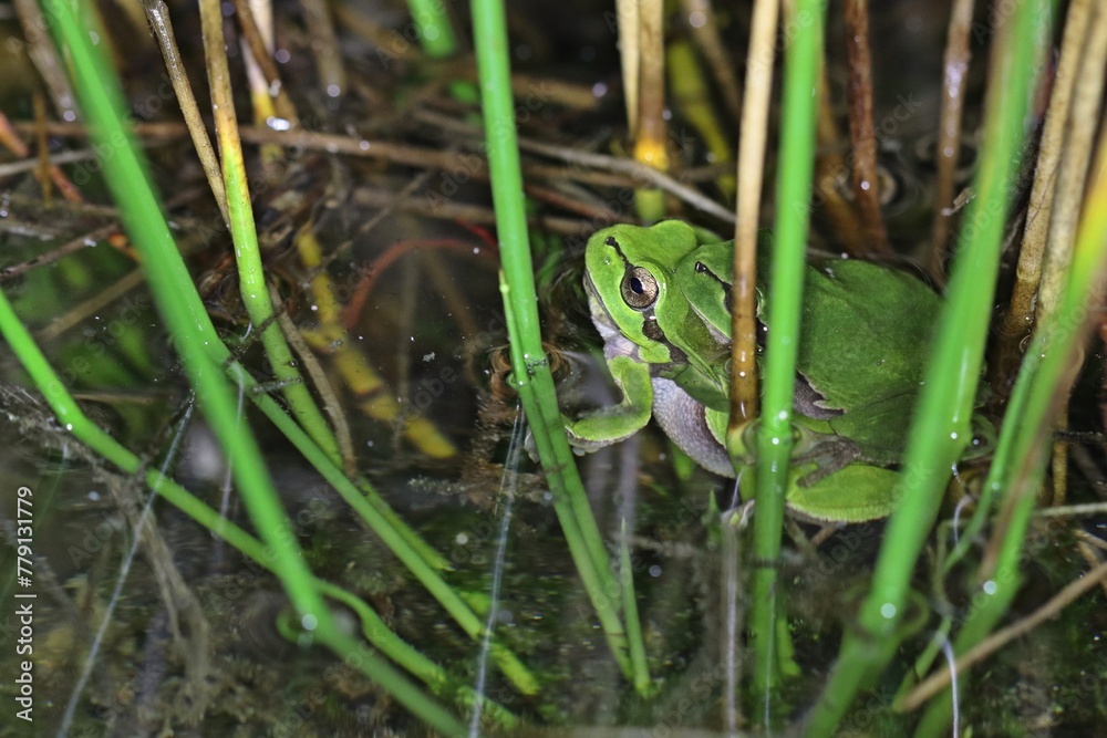 Laubfrösche (Hyla arborea) bei der Paarung Laubfrösche (Hyla arborea) bei der Paarung