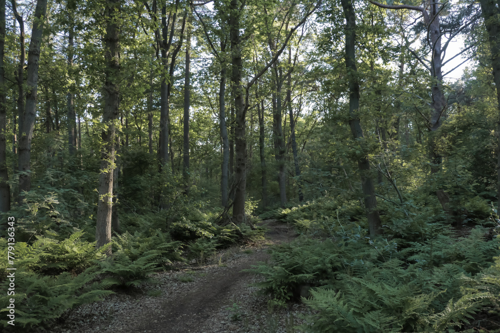 Fototapeta premium An idyllic view of a small path leading into an endless golden autumn forest. Autumn landscape - yellowed and reddened trees and fallen leaves. Colorful scene of fall landscape. The Netherlands