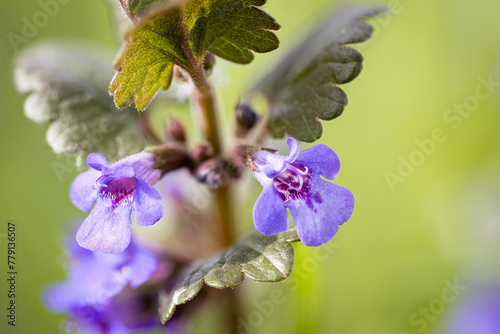 Blüte des Gundermann (Glechoma hederacea)