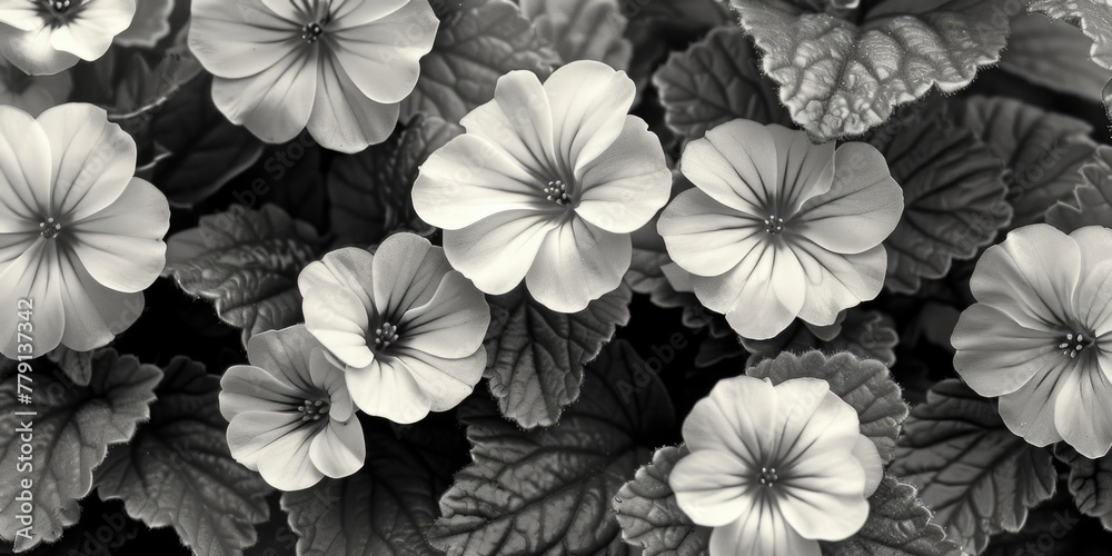 Black and white photo of flowers, perfect for minimalist designs Black and white photo of flowers, perfect for minimalist designs
