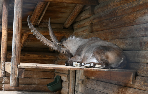 goat in the barn