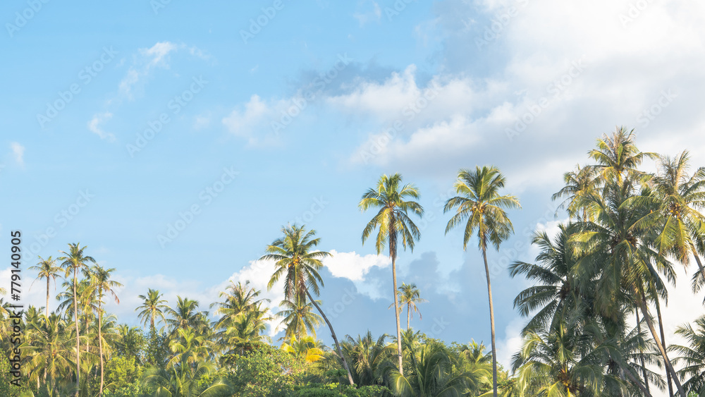 Coconut tree plantation on an island Coconut tree plantation on an island