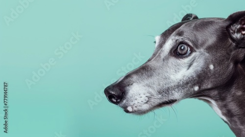 greyhound dog. © Yahor Shylau 