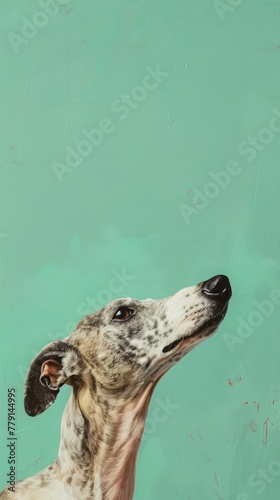 greyhound dog.