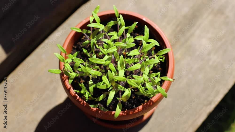 Tomato seedling close up in the pot Tomato seedling close up in the pot