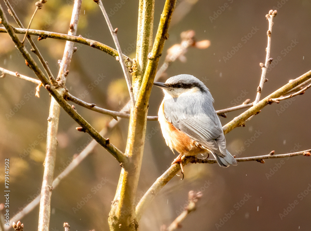 Fototapeta premium Close up of a beautiful nuthatch bird in the Scottish Borders
