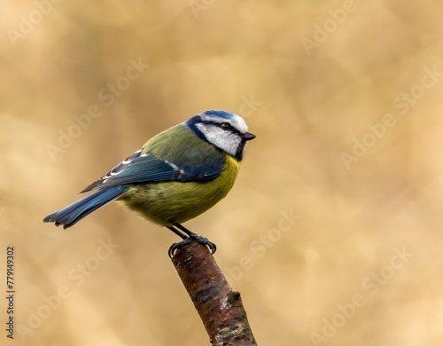 Blue tit small bird perched on the end of a branch with natural background