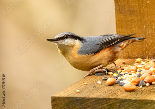 Photos Close up of a beautiful nuthatch bird in the Scottish Borders