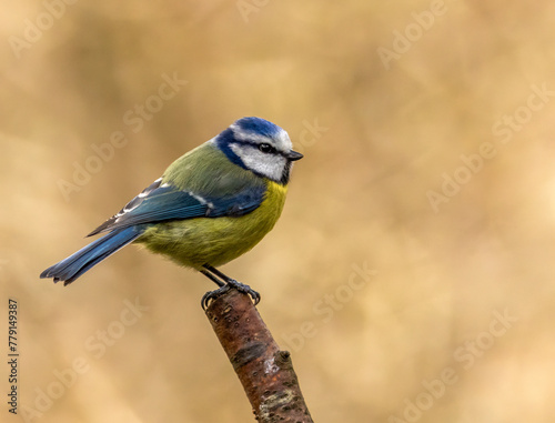 Blue tit small bird perched on the end of a branch with natural background © Sarah