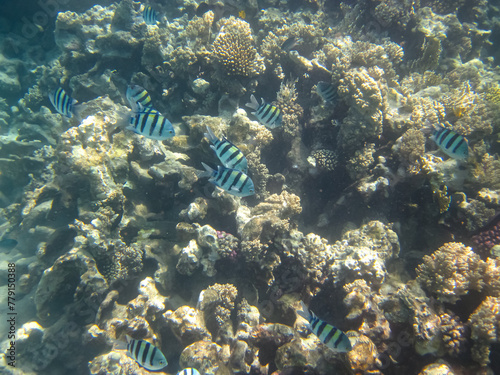 Beautiful fish in the coral reef of the Red Sea