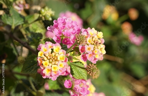 Blume im Rosa innen ist gelb