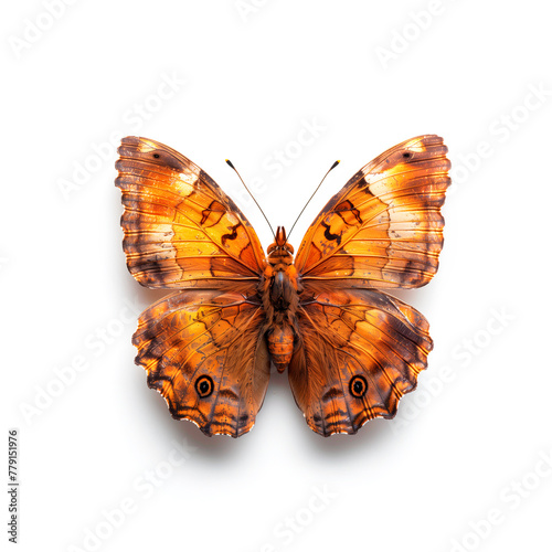 Butterfly With Orange Wings on White Background. Generative AI