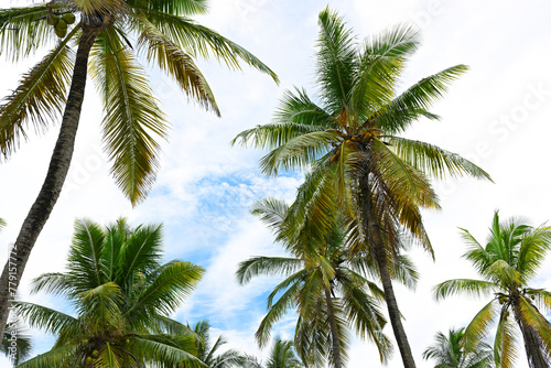 Beautiful coconut palms