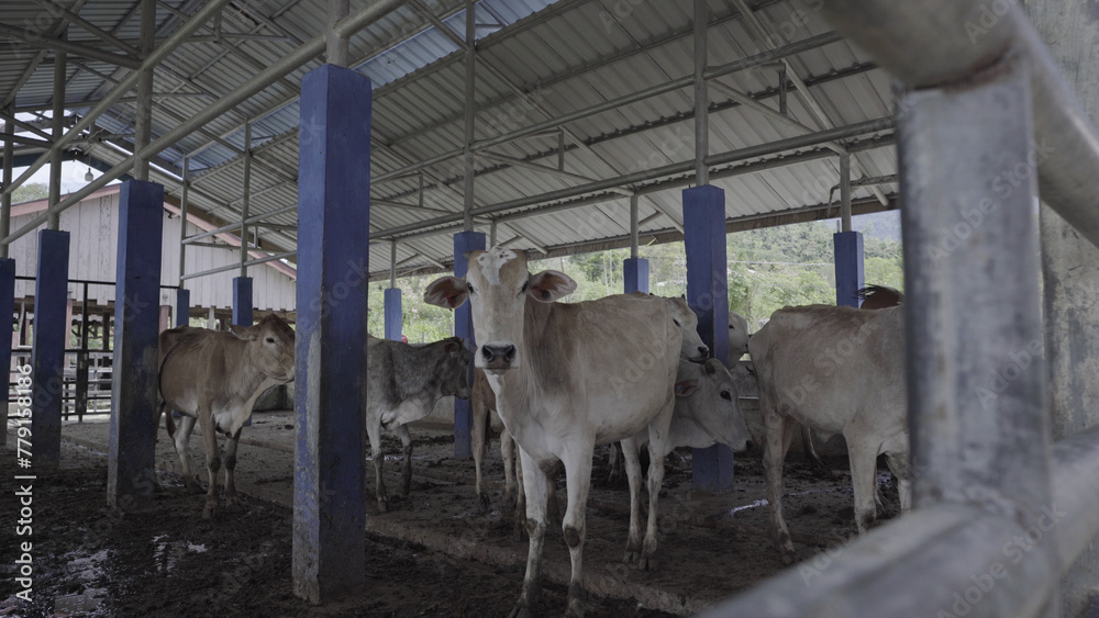 Obraz premium During the day the cow are kept in the pen