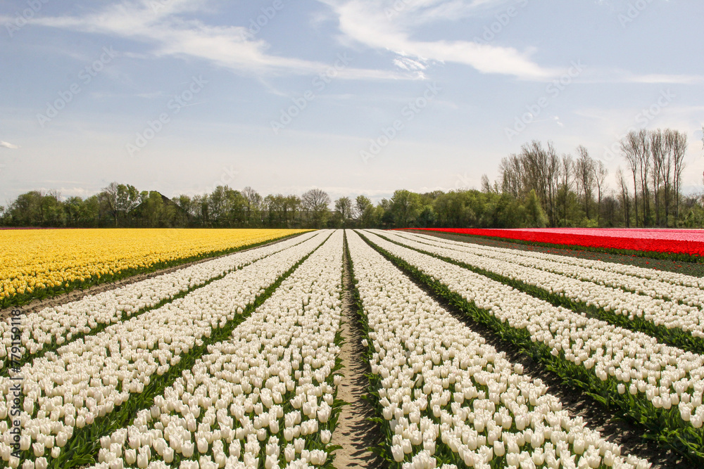 a beautiful tulip field with different colored flowers in the dutch countryside in springtime a beautiful tulip field with different colored flowers in the dutch countryside in springtime
