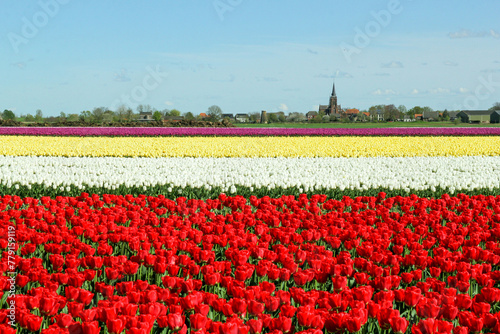 a rural landscape of a bulb field with beautiful tulips in horizontal flowerbeds with different colors