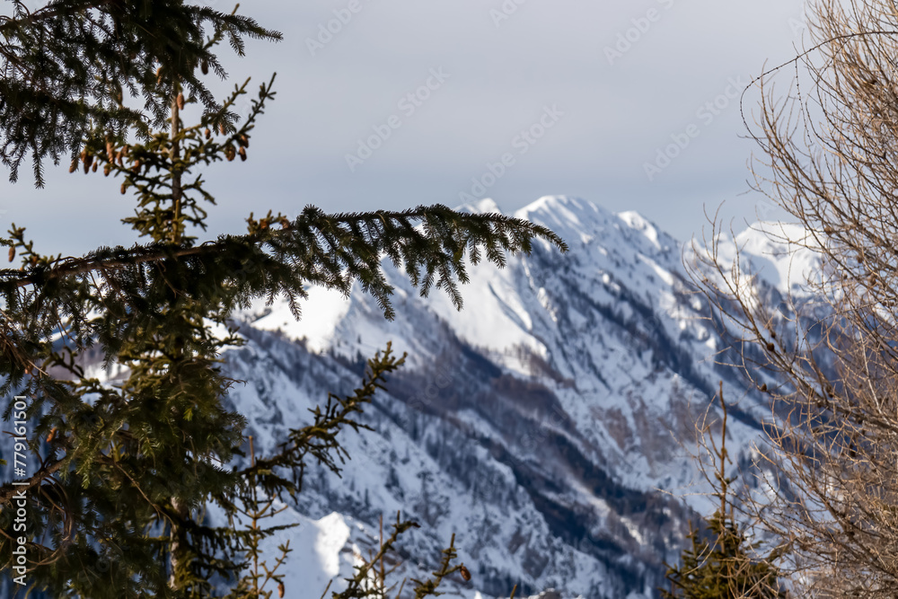 Fototapeta premium Selective focus on tree branches with scenic view on snow capped mountain peaks of Karawanks and Julian Alps in Carinthia, Austria. Looking at summits Vertatscha and Hochstuhl. Remote alpine landscape