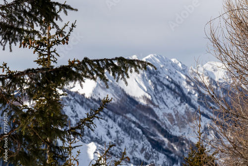 Selective focus on tree branches with scenic view on snow capped mountain peaks of Karawanks and Julian Alps in Carinthia, Austria. Looking at summits Vertatscha and Hochstuhl. Remote alpine landscape © Chris