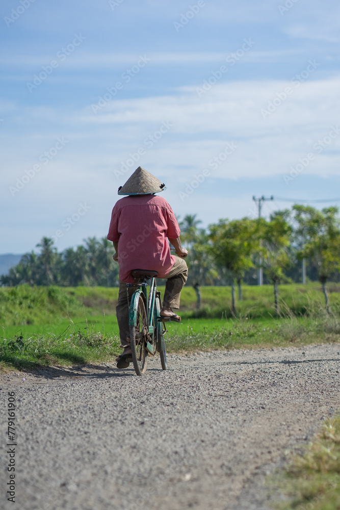 Farmer cycling among vast green rice fields