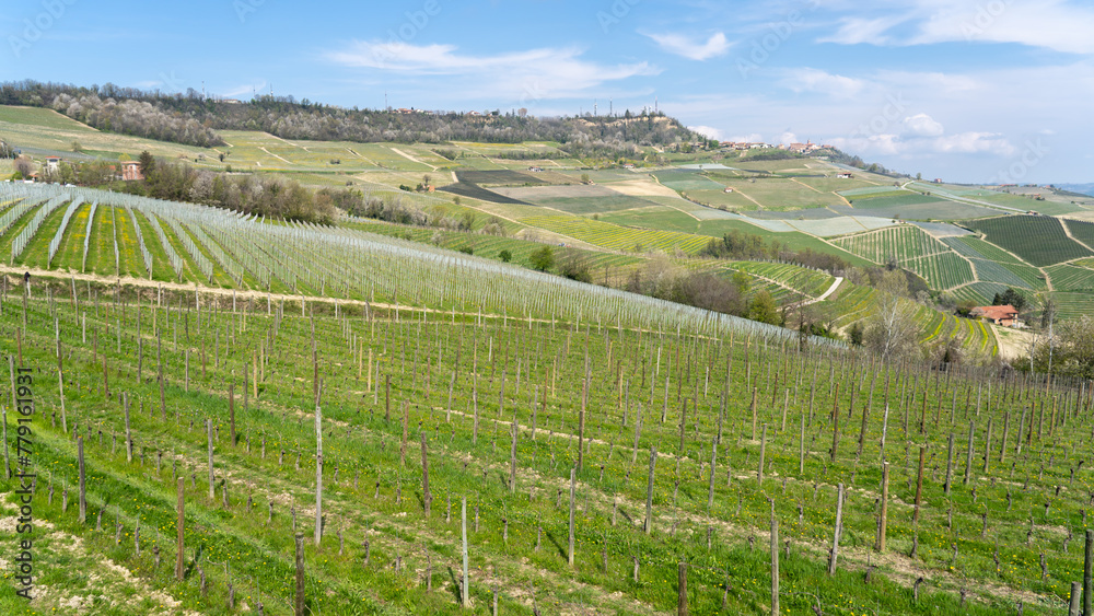 Amazing landscape of the vineyards of Langhe in Piemonte in Italy during spring time. The wine route. An Unesco World Heritage. Natural contest. Rows of vineyards