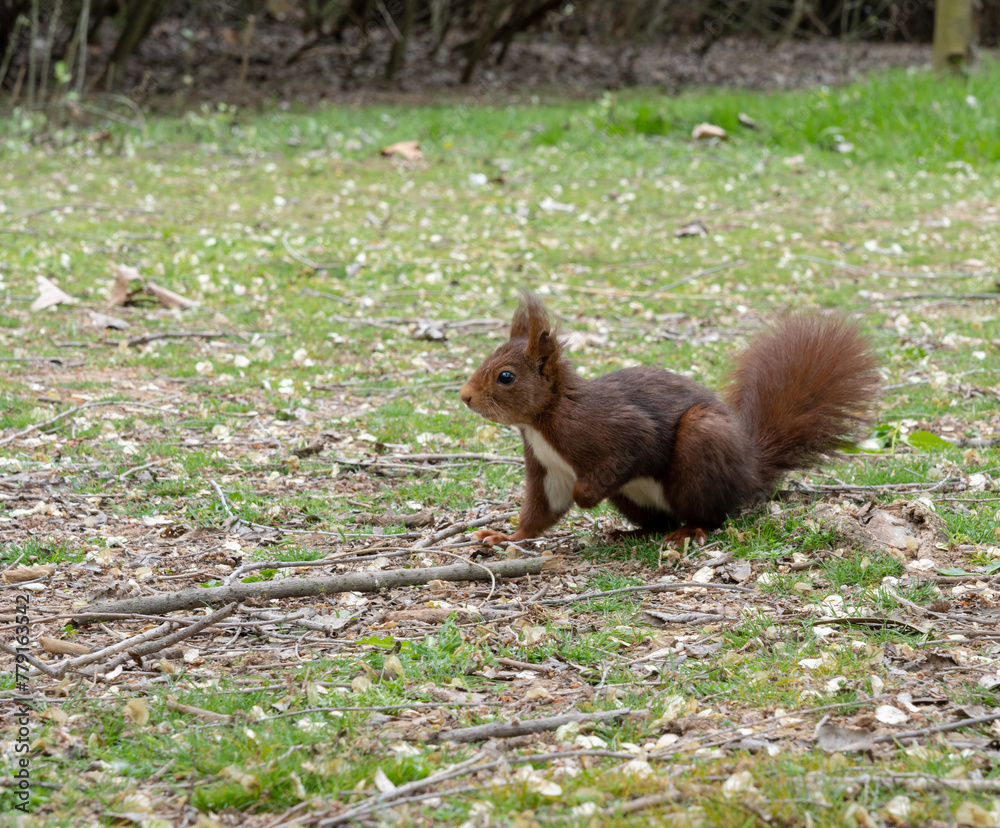 Fototapeta premium Squirrel in the park looking to the left