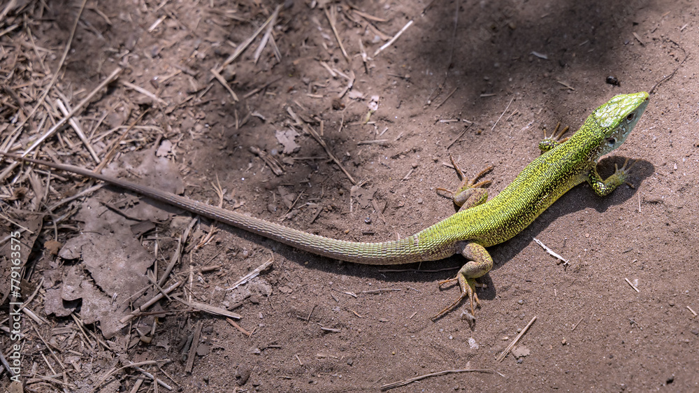 European Green Lizard European Green Lizard