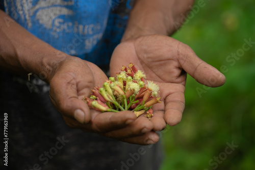An Indonesian farmer places several ripe clove stalks in the palm of his hand photo