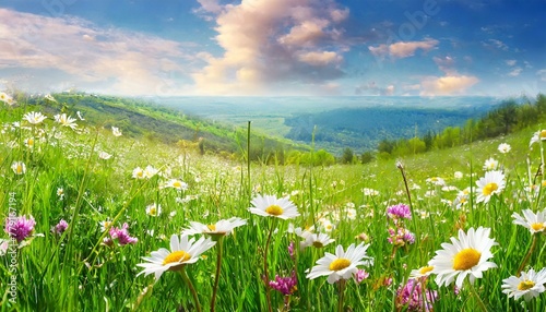 Summer Serenity: Panoramic View of Meadow Flowers in Full Bloom
