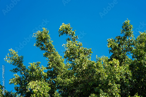 árbol, cielo, naturaleza, verde, azul, hojas, hojas